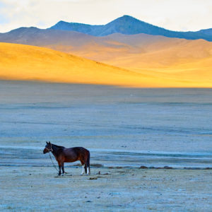 Pvk Photo | Montagne dorée et cheval en Mongolie