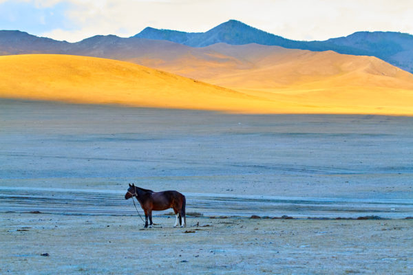 Pvk Photo | Montagne dorée et cheval en Mongolie