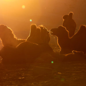 Pvk Photo | silhouettes de chameaux au coucher de soleil en Mongolie