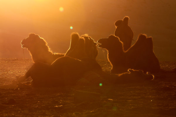 Pvk Photo | silhouettes de chameaux au coucher de soleil en Mongolie