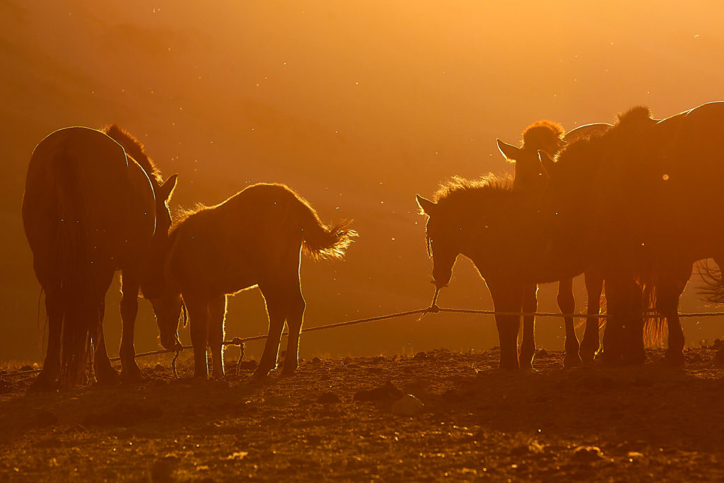 Pvk Photo | silhouettes de chevaux au coucher de soleil en Mongolie