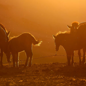 Pvk Photo | silhouettes de chevaux au coucher de soleil en Mongolie