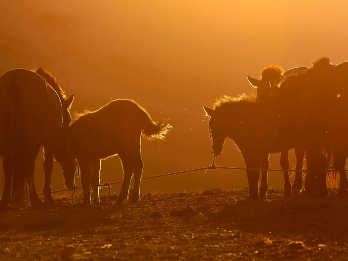 silhouettes de chevaux au coucher de soleil en mongolie