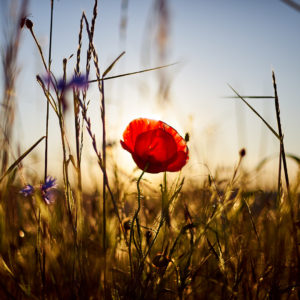 Pvk Photo | Coquelicot des champs en bord de route au coucher de soleil