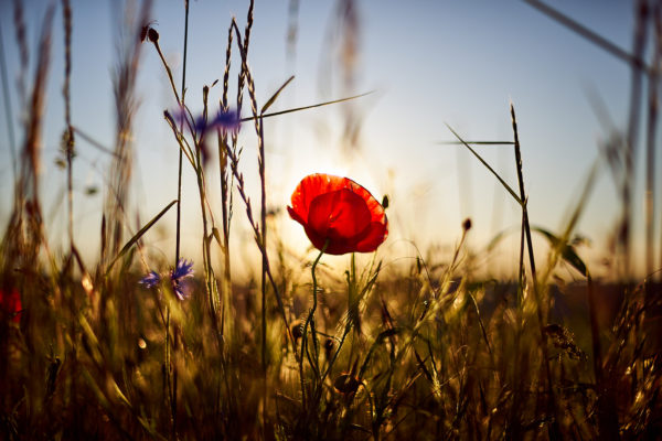 Pvk Photo | Coquelicot des champs en bord de route au coucher de soleil
