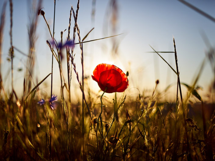 pvk photo coquelicot des champs coucher de soleil