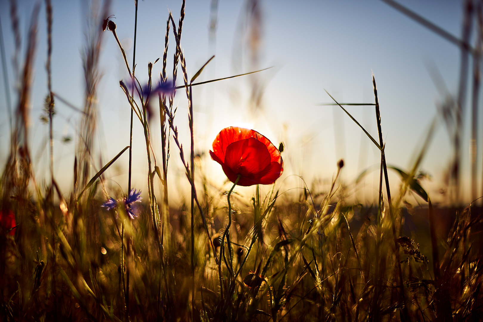 Patrice Pvk Photo | Coquelicot des champs en bord de route au coucher de soleil