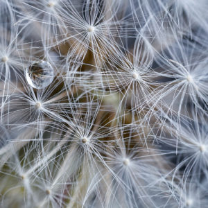 Pvk Photo | Pissenlit et goutte d'eau, macro