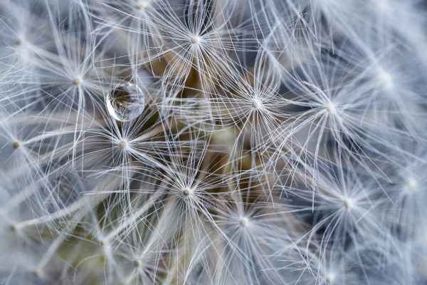 Pvk Photo | Pissenlit et goutte d'eau, macro